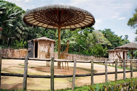 What are the best places for zoos in sao paulo? Priscila Mello Fotografia: Fotos do Zoo - São Paulo