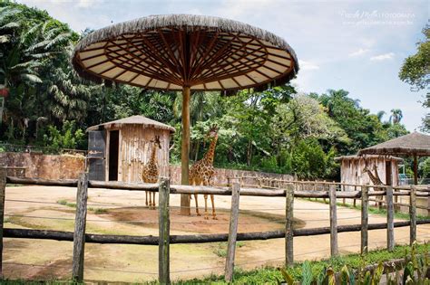 With the restaurants of the jardins district serving every food imaginable to diners from around the world, you wouldn't be out of place going to sao paulo just for the dining. Priscila Mello Fotografia: Fotos do Zoo - São Paulo