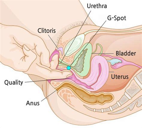 Titik grafenberg biasanya terletak sekitar. Cara Mengetahui G-spot dan Cara Merangsang G-spot wanita ...