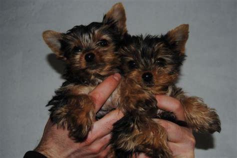 March 28, 2014 by lyly. Teacup Yorkie Puppies for Adoption for Sale in Alexandria, Ohio Classified | AmericanListed.com