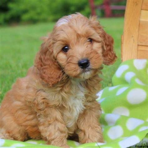 Our waitlist maxes out at 15 families, but generally moves quickly for. Cockapoo Puppies West Virginia | Top Dog Information