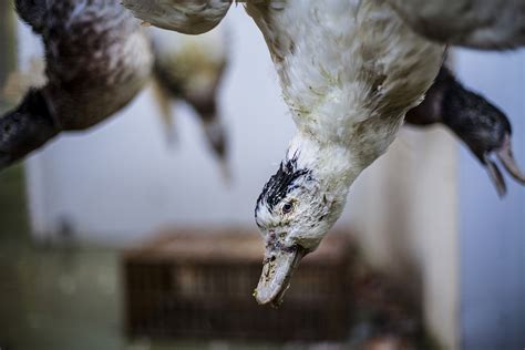 Foie gras come si fa. Foie gras: in Europa si discute per il bando totale ed è ...