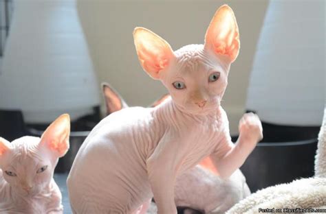 Adopt kool kittens a tiger in poway, sterling silver kitten earrings in san diego, beautiful persian kittens in el cajon, sphynx kittens for sale in san diego, tater pit bull terrier mixed in chula vista Tiny Cream Male Sphynx for Sale in San Diego, California ...