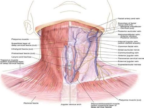 The · human larynx, nerves of the neck; Anatomy Of The Neck And Throat - Anatomy Drawing Diagram