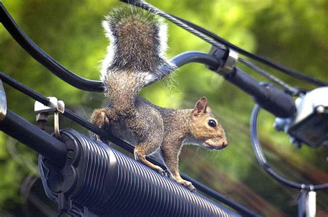 Or in this case, how long are you able to hold your breath without stress? Shooting Long, Slow And Steady Bags a Squirrel On a Power ...
