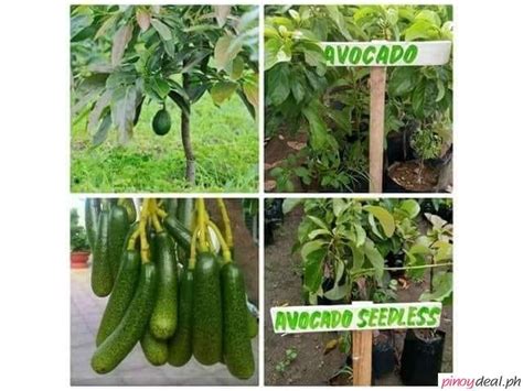 These special brazilian fruit trees are very interesting and exotic because they are only found in brazil. FOR SALE!! Grafted Fruit Trees & Dwarf Coconut ...