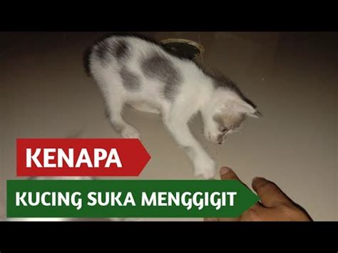 Jika iya, kamu harus apa arti di balik mimpi tersebut karena mimpi kucing banyak sekali artinya dari yang bersifat positif maupun negatif. ANAK KUCING SUKA GIGIT PERTANDA APA?? - YouTube