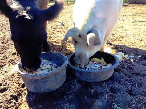 The lens is flexible so that it can change shape, focusing on objects that are close up and objects that are far away. Blind cow spent 8 years by the side of her seeing eye pig