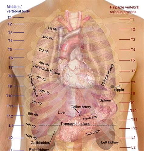 Your rib cage provides a rigid framework for attachment of the muscles of your chest, shoulder girdle, back, diaphragm and upper abdomen. Female Lower Back Anatomy Internal Organs : Bones of the ...