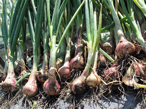 Enrich your vocabulary with the english definition. chocolatelikesnow: July 2012