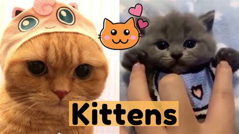 Petsmart offers quality products and accessories for a healthier, happier pet. CUTE and FUNNY Kittens Compilation #2 😻 - Adorable Kittens ...