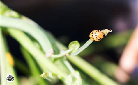 It is one of the few north american lady beetles that feed on plants rather than other insects. Garden Pest: Mexican Bean Beetle