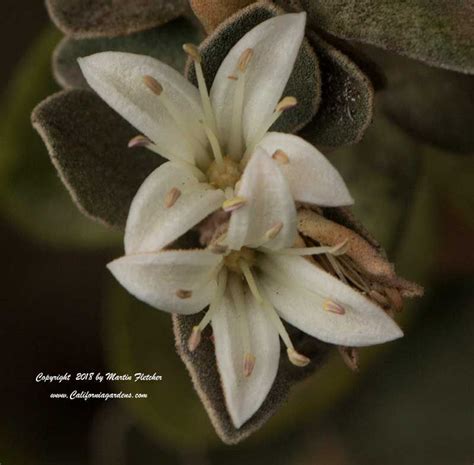 Correa reflexa varieties range in colour from green to deep red. Correa Ivory Bells, White Australian Fuchsia | Drought ...