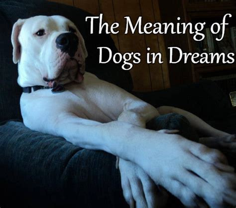 What should i do if my dog eats cat litter? What Dreams About Dogs Mean and How to Interpret Them ...