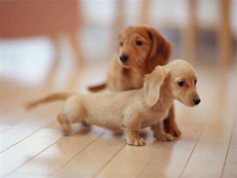 Cani taglia piccola e cani piccoli. Cerco cucciolo in regalo taglia piccola! | Petpassion