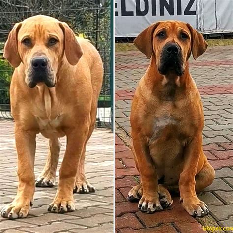 Boerboel sydafrikansk mastiff valpar från alla köp & sälj marknader i sverige. Mastiff'lerin Kralı Boerboel - 250237 - bikopek.com