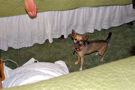 Contamos con precios accesibles e instalaciones acogedoras e impecables en nuestras dos. Twinkie Tiny Dog | Teacup Chihuahua | A Dog Blog: Welcome ...