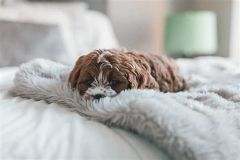 If you are looking to know more about the full size mattress, we have created this detailed guide just for you. Twin vs Full - Mattress Size Guide Comparison Twin vs Full
