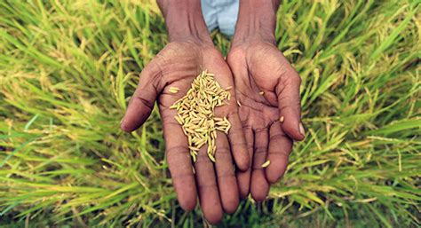 Insect pests and disease infestations are the primary constraints in rice (oryza sativa)production systems. Cómo erradicar la pobreza rural y la malnutrición urbana