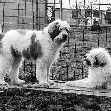 Mioritic sheepdog romanian mioritic shepherd dog. Romanian Mioritic Shepherd Dog Dog Breed Information ...