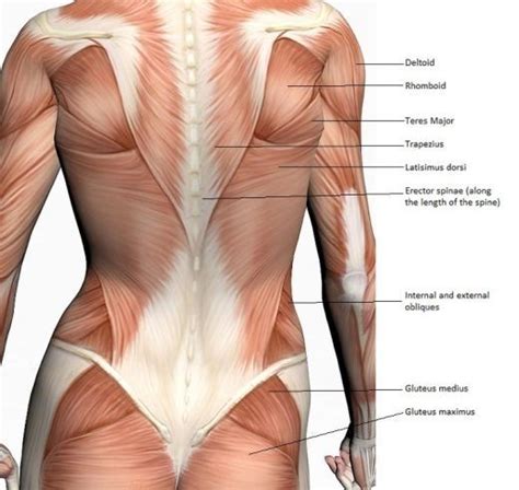 Learn to muscles and anatomy of the spine. 108 best images about female and male muscle anatomy on ...