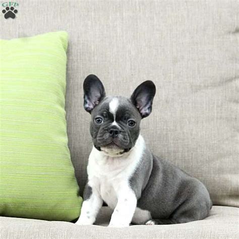 Smokey - Frenchton Puppy For Sale in Pennsylvania