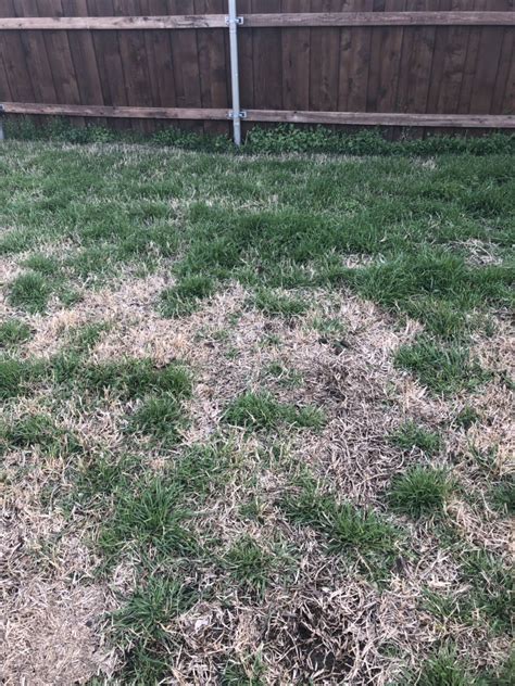 The perfect st augustine grass care is very simple and yet so many people struggle because they don't the success of your st augustine grass care program is going to depend on following theses. Dallas- thought yard was mainly St.Augustine (brown and ...