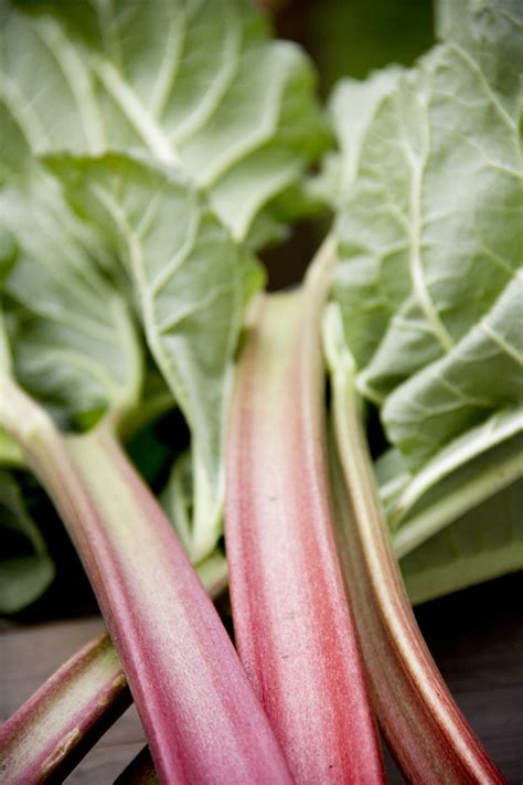 Check spelling or type a new query. 13 things to know about growing & eating rhubarb