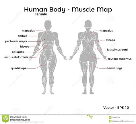This is a table of skeletal muscles of the human anatomy. Idea by Angiela 19 on Exercise in 2020 | Human body ...