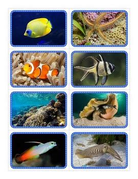 Fringing reefs, barrier reefs, atolls, and patch reefs. Coral Reef Flashcards by Drag Drop Learning | Teachers Pay ...