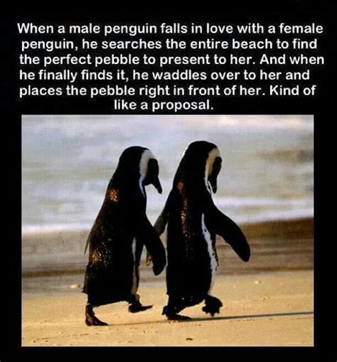 If you wish to support us please don't block our ads!! Pin by Stacy Hawk on Hopeless Romantic | Penguins, Penguin ...