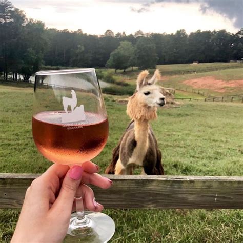 Our mission is to help people manage the risks of everyday. Divine Llama Vineyards is home to a llama farm and allows ...