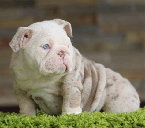 Frenchies do best with cats when introduced to them as puppies. English Bulldog Puppies For Sale In Ohio Cheap