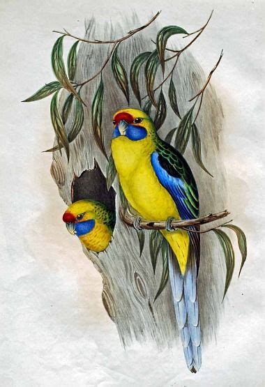 William morris wallpaper william morris art morris wallpapers arts and crafts movement tarot new fine arts working drawing of wallpaper wallpaper water color and pencil on paper birmingham museum and art gallery. John Gould. Yellow-Bellied Parakeet. 19th century | Bird ...