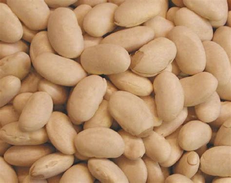 Top great northern beans recipes and other great tasting recipes with a healthy slant from sparkrecipes.com. Great Northern Beans - Ingredients Descriptions and Photos ...