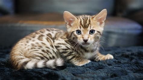 These sweet curious bengal kittens for sale have vivid contrast and large rosettes. Available Bengal Kittens For Sale - BoydsBengals