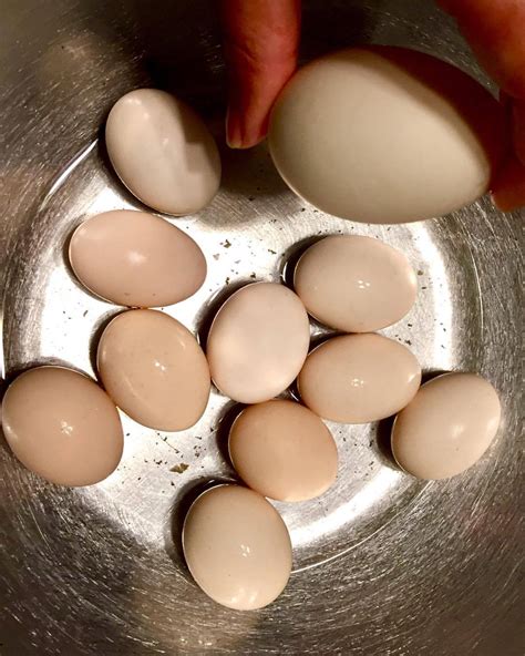 Over easy or over hard? closertocrazy — Regular chicken egg and lots and lots of tiny...