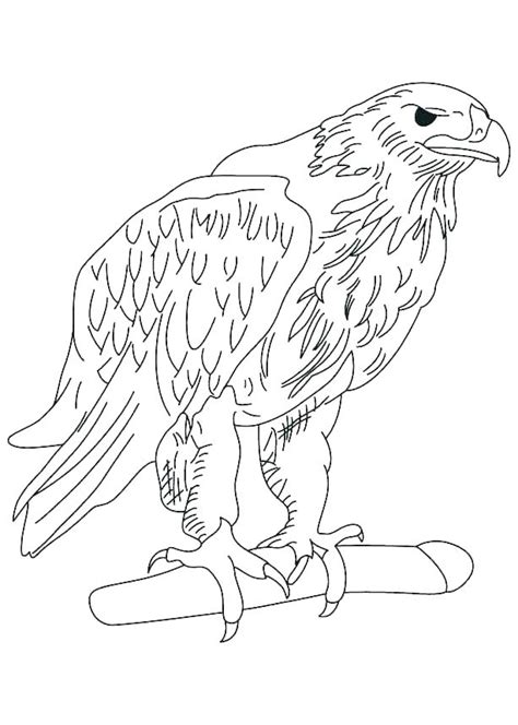 Maybe you would like to learn more about one of these? Harpy Eagle Coloring Page at GetColorings.com | Free ...