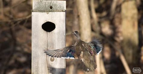 Wood duck houses woodworking plan. Build your own simple nest box for ducks - DNR News Releases