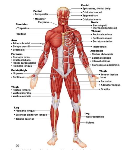 Muscles are always attached at two or more places. Human Muscles Diagram Labeled - koibana.info | Human ...