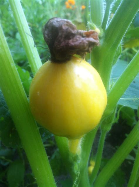 Not only does it have and come from seeds, it grows on the flowering part of good news, zucchini lovers: urbantomato: Weird & wonderful summer squash