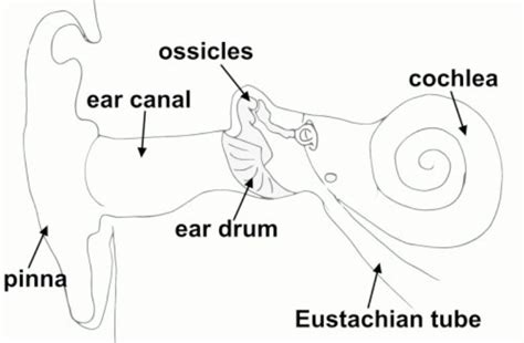 Let's learn in detail about the structure and functions of each of these sections. Inner-Ear-structure-colorado-springs | Sandia Hearing Aid ...