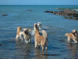 Recherche goldens is a dedicated english cream golden retriever breeder and trainer. Golden Retriever Breeders near Paignton, Devon - Champdogs