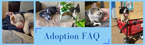 Temporarily closed due to covid. Stray Rescue of St. Louis - Adoption FAQ