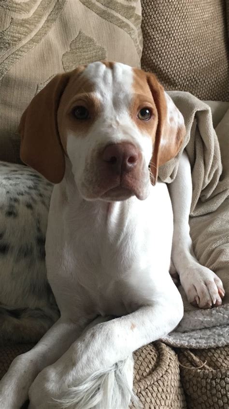 English pointer kennels, english pointer puppies, english pointer dogs. English pointer Heidi | English pointer puppy, German ...