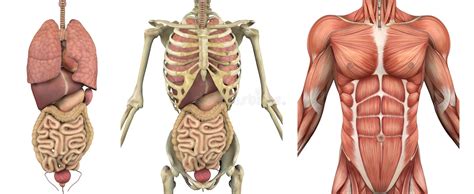 979 x 1500 jpeg 410 кб. Anatomical Overlays - Male Torso With Organs Stock Illustration - Image: 18472139