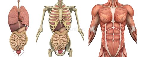 Four transparent overlays simulate the peeling away of layers of tissue to reveal. Anatomical Overlays - Male Torso With Organs Stock Illustration - Image: 18472139