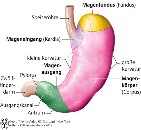 Promethius lernatlas der anatomie, also. Pädagogik im Rettungsdienst: Grafiken - AINS - Georg ...