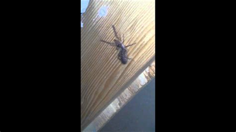 Black widows are scary, but they leave you alone if you leave them alone. Camel spider... in oregon??? - YouTube