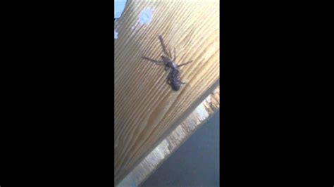 Black widows are scary, but they leave you alone if you leave them alone. Camel spider... in oregon??? - YouTube